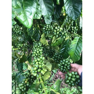 Cà Phê Nguyên Chất - cà phê robusta (500GR)