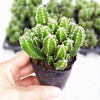 Xương rồng thanh sơn size 6-7cm🌵Hư 1 đổi 1🌟Bao hư hỏng