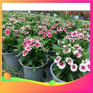 Hạt Giống Hoa Cẩm Chướng Đơn Mix - 50 hạt [ Tặng bộ dụng cụ làm vườn Mini 3 món ] VIETGAR