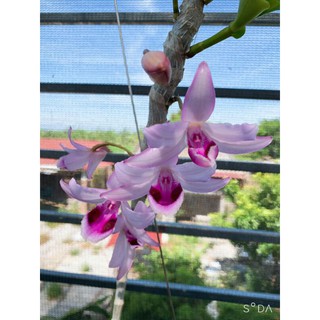 Lan phi điệp, giả hạc Hòa bình thân thủ cánh bầu sáp