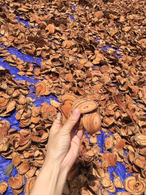 1kg Cỏ máu quảng bình giúp bổ máu, tăng cân an toàn
