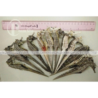 CÁ NGỰA (1 CẶP SIZE LỚN)