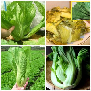 Hạt giống cải bẹ dưa (tòa xại) - gói 10 gram