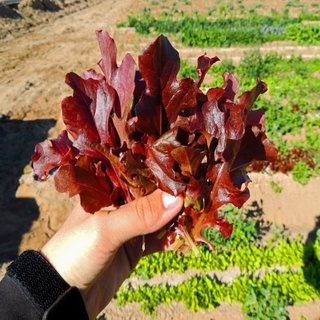 Xà lách Oakleaf (sồi tím) (2g)