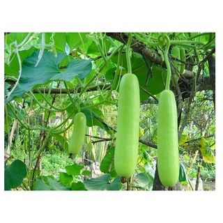 Phân bánh dầu đậu phộng dạng bột-1 kg 194