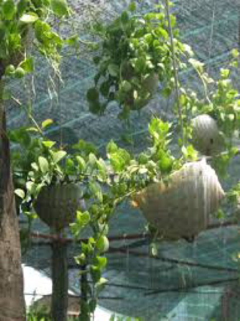 Vỏ ốc trồng cây cảnh
