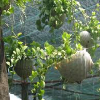 Vỏ ốc trồng cây cảnh