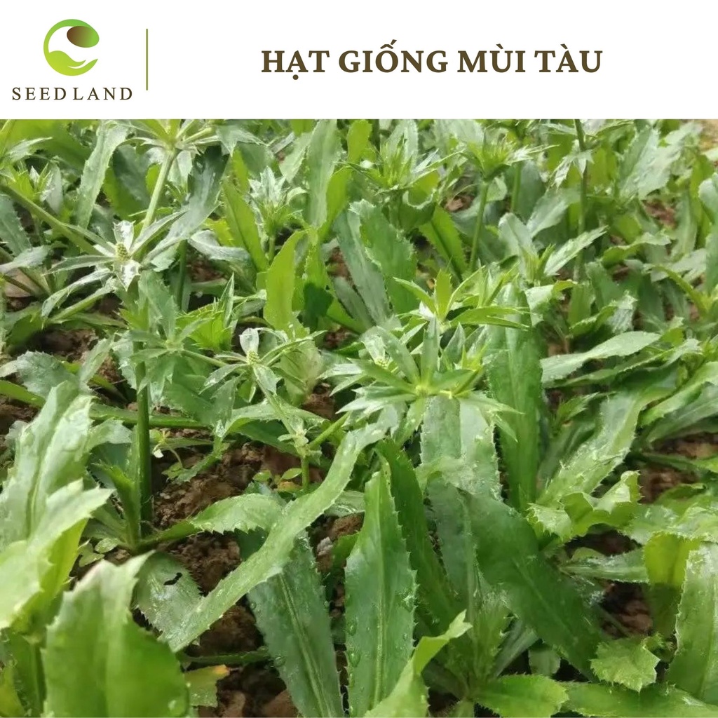 Hạt giống mùi tàu, hạt ngò rí - 2gr Seed Land