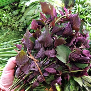 Hạt giống Tía Tô 🌱