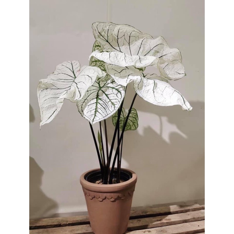 Củ môn trắng - caladium white christmas