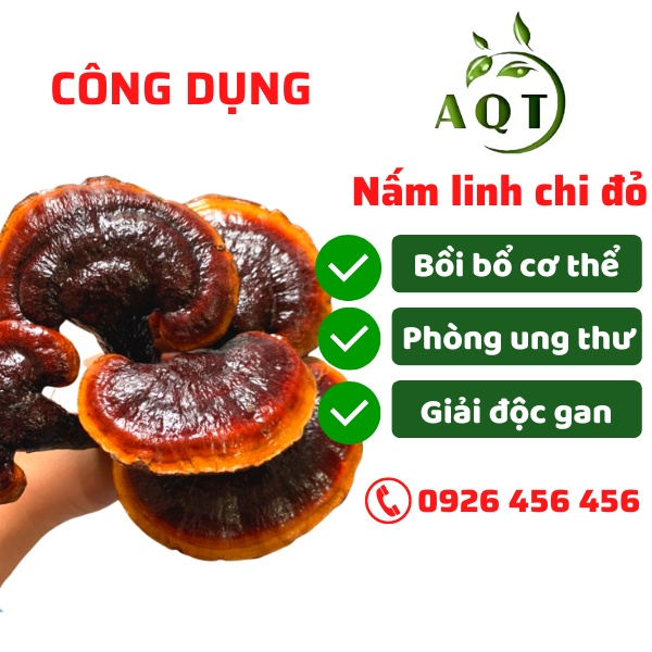 Nấm Linh Chi Đỏ Việt Nam 500g Nguyên Tai [THƯỢNG HẠNG], Nấm Linh Chi Đỏ Rừng Nguyên Chất Thiên Nhiên