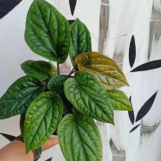 Anturium betel miễn phí vận chuyển < code 1|mã 2|mã 3|mã 4|mã 5|mã 6|mã