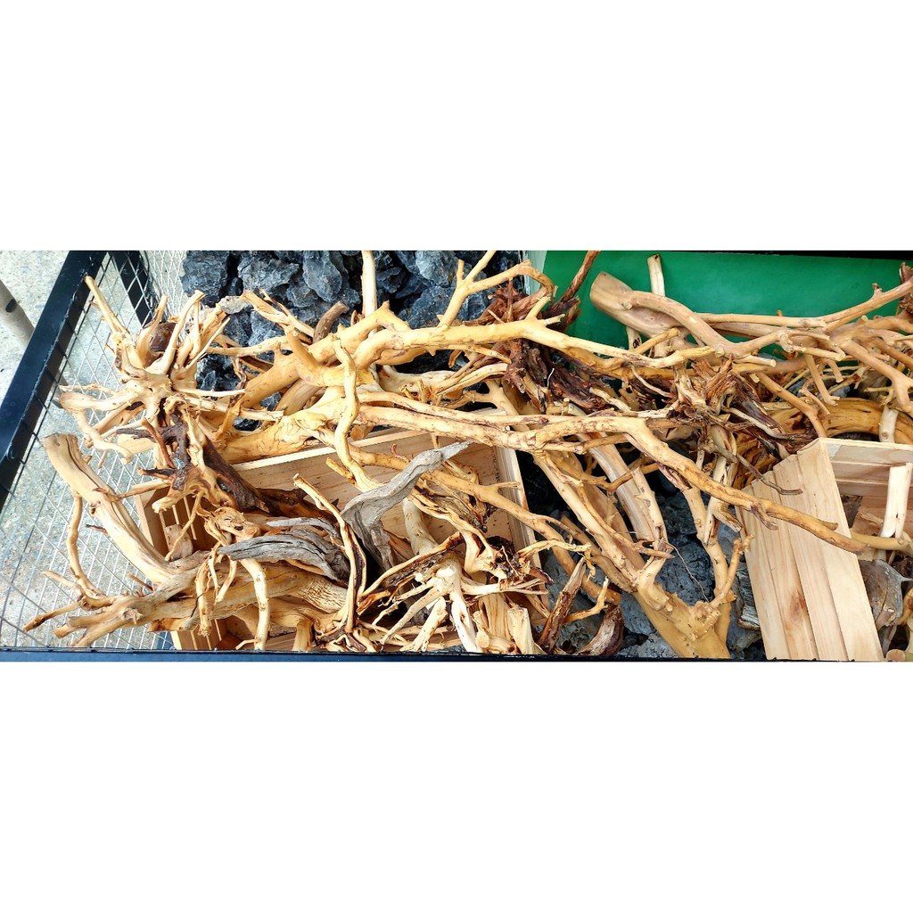 LŨA NHÁNH ĐỖ QUYÊN TRANG TRÍ HỒ CÁ THUỶ SINH