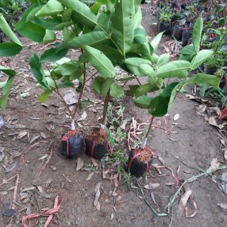 combo 2 cây giống roi đỏ