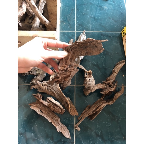 Lũa siêu mini dùng setup bể cá thuỷ sinh, bể bán cạn, terrarium