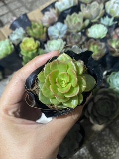 SEN ĐÁ ĐỒNG TIỀN XANH (NUDA)