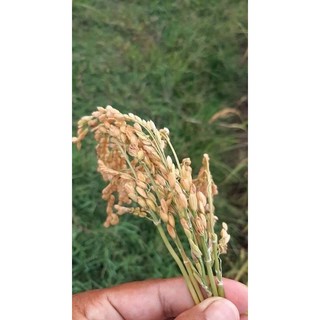 [RẺ VÔ ĐỊCH] Gạo Séng Cù Điện Biên (Hạt tròn)