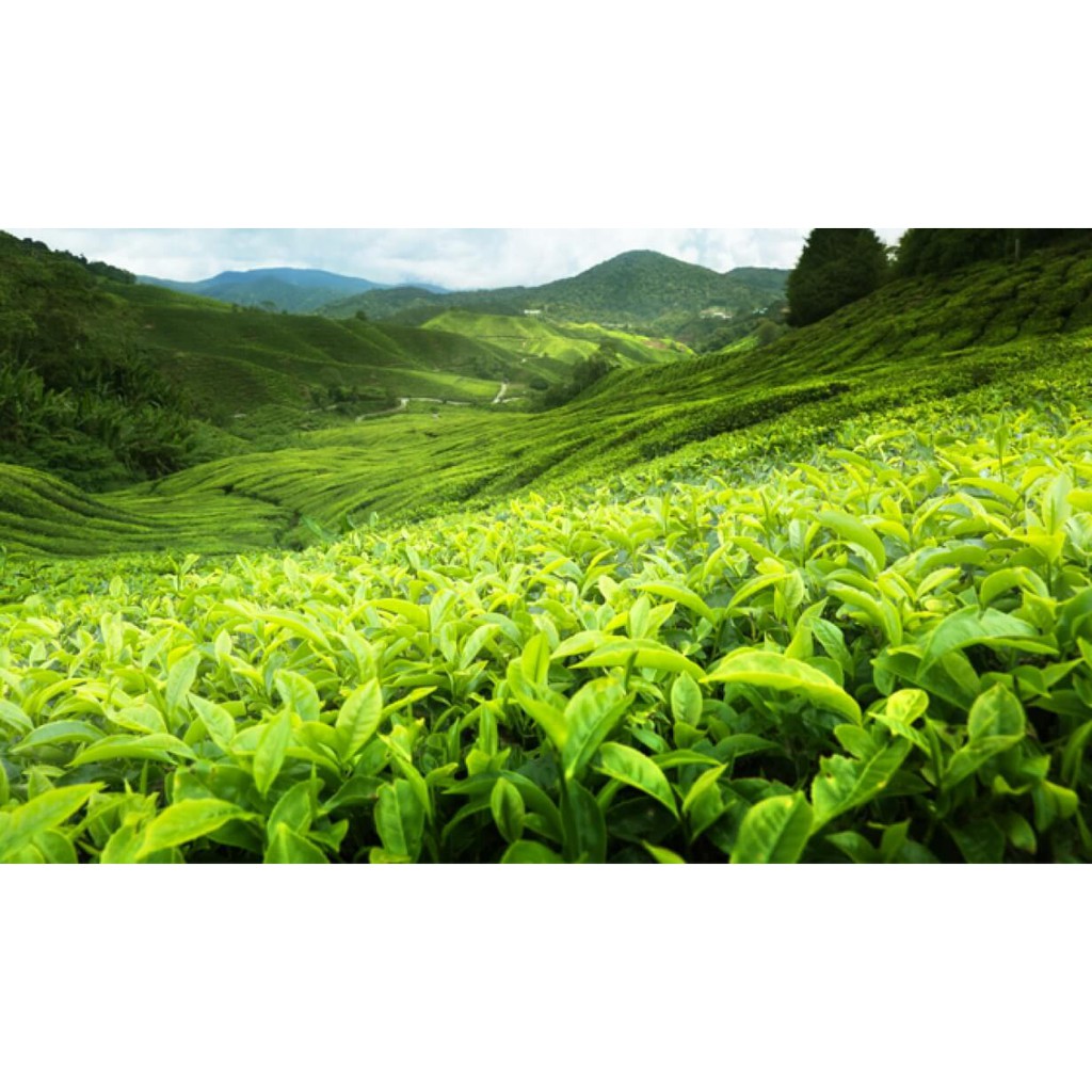 Trà xanh túi lọc hữu cơ | BigBuy360 - bigbuy360.vn