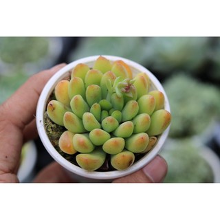 SEN ĐÁ THƯỢC DƯỢC