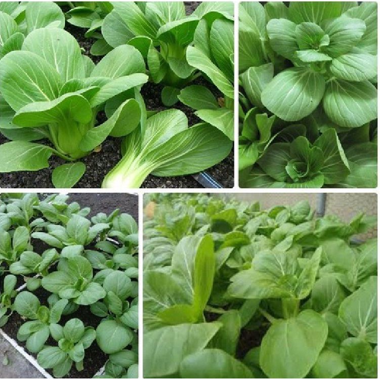 Hạt giống rau cải chip cao sản - 1 gói 20gram