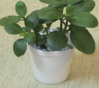 Cây bỏng hoa đỏ- cây sống đời (5cây)