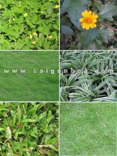 Hạt giống Cỏ sân vườn mix, Hạt Giống Cỏ Trồng Làm Thảm Cực Đẹp