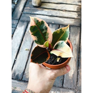 Cây Ficus Tineke Ruby (Cây Đa Cẩm Thạch Ruby) chậu đất nung size nhỏ