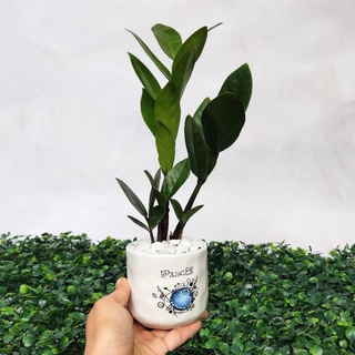 Cây cọ nhật, kim tiền mini để bàn