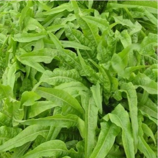 Giống Xà Lách Nhọn ( rau diếp thơm)