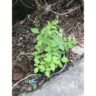 cây đậu biếc