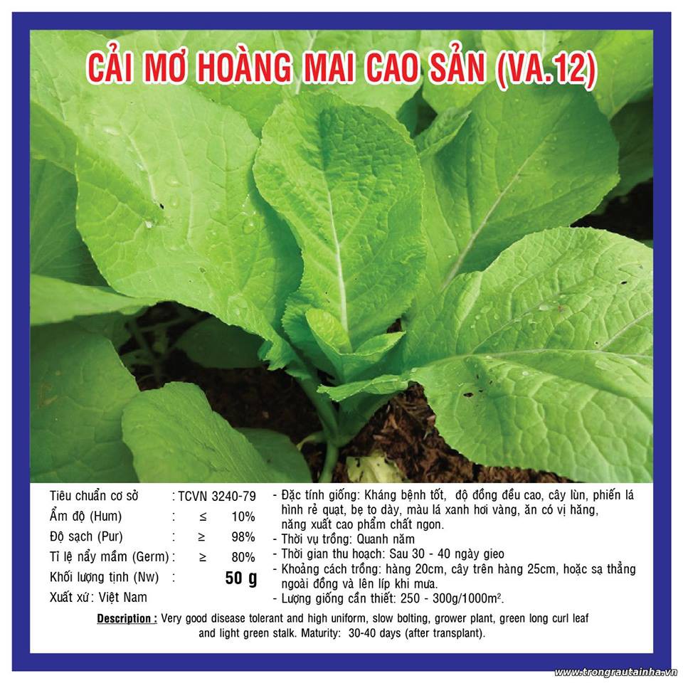 Hạt giống rau Cải Mơ Hoàng mai cao sản_Cải mơ lùn thơm