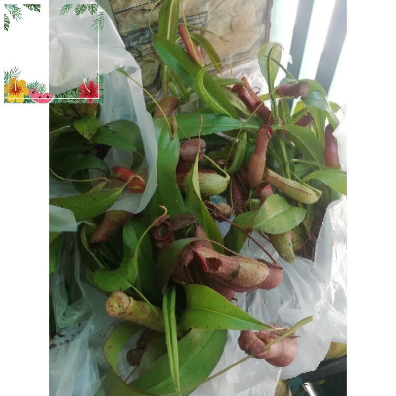 Green Garden -- Cây nắp ấm bắt mồi côn trùng  ! o.Ô >< .