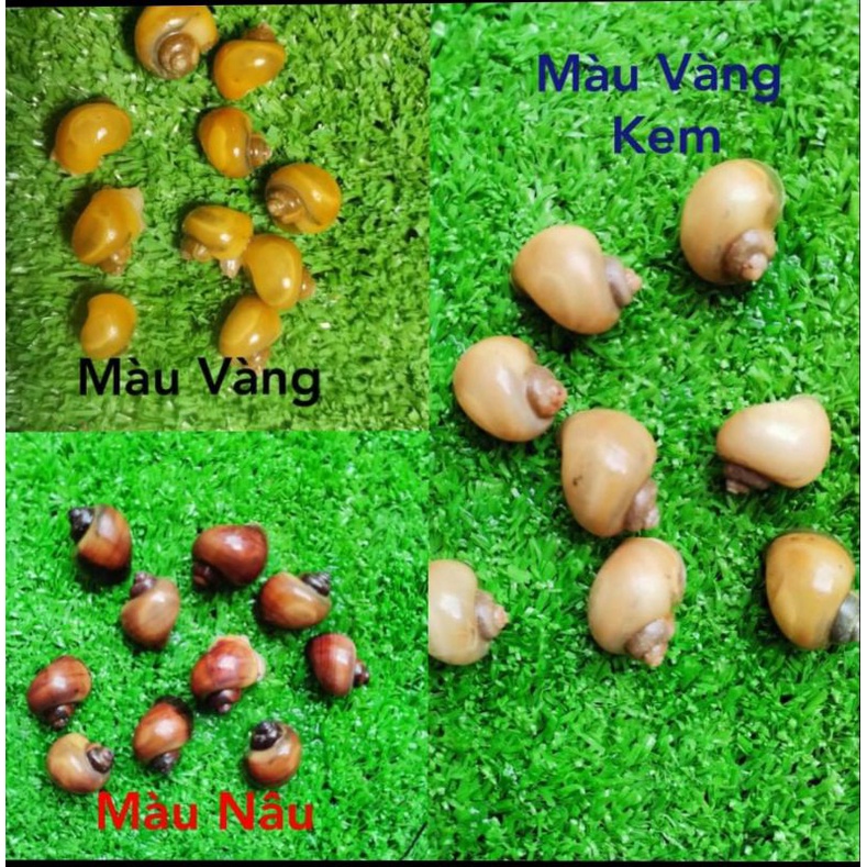 1 kg lá bàng khô cắt sợi