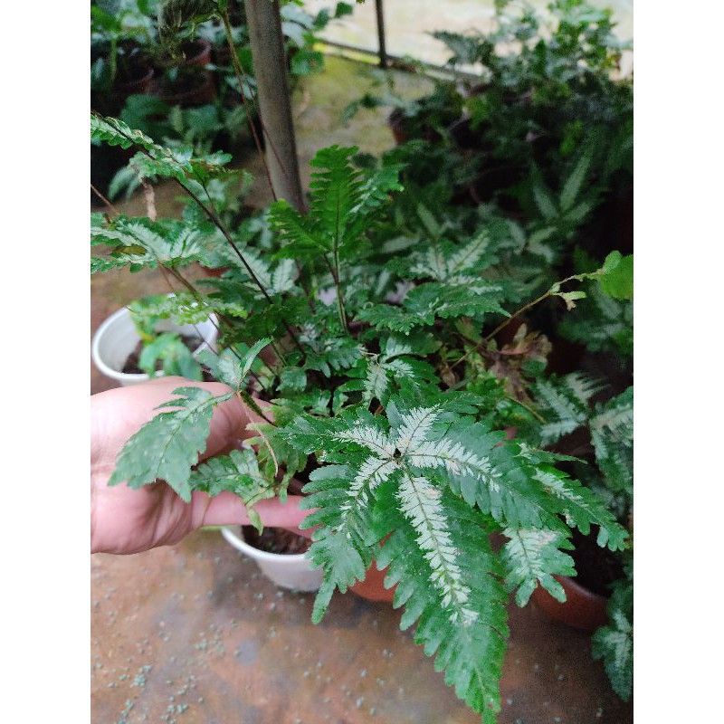 Chậu cứng Dương xỉ var Pteris quadriaurita