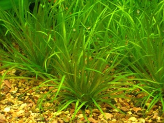 CỎ NHẬT thủy sinh không CO2