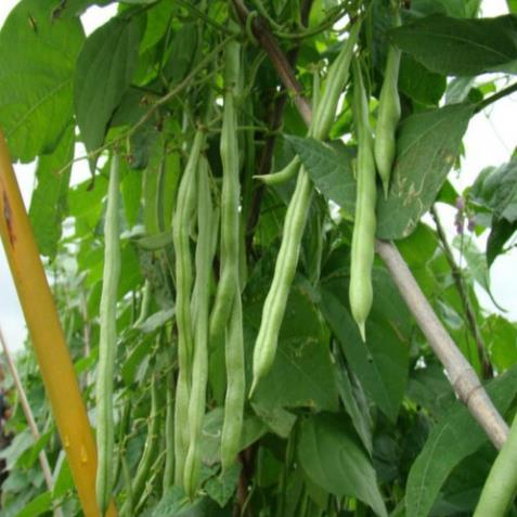 Gói 50 gam - HẠT GIỐNG ĐẬU TRẠCH LAI F1 GIỐNG CHỐNG CHỊU SÂU BỆNH