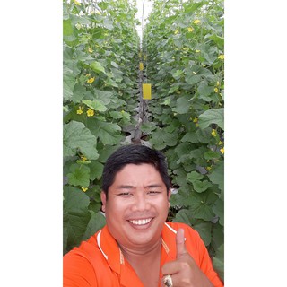 BẨY CÔN TRÙNG VÀ RUỒI