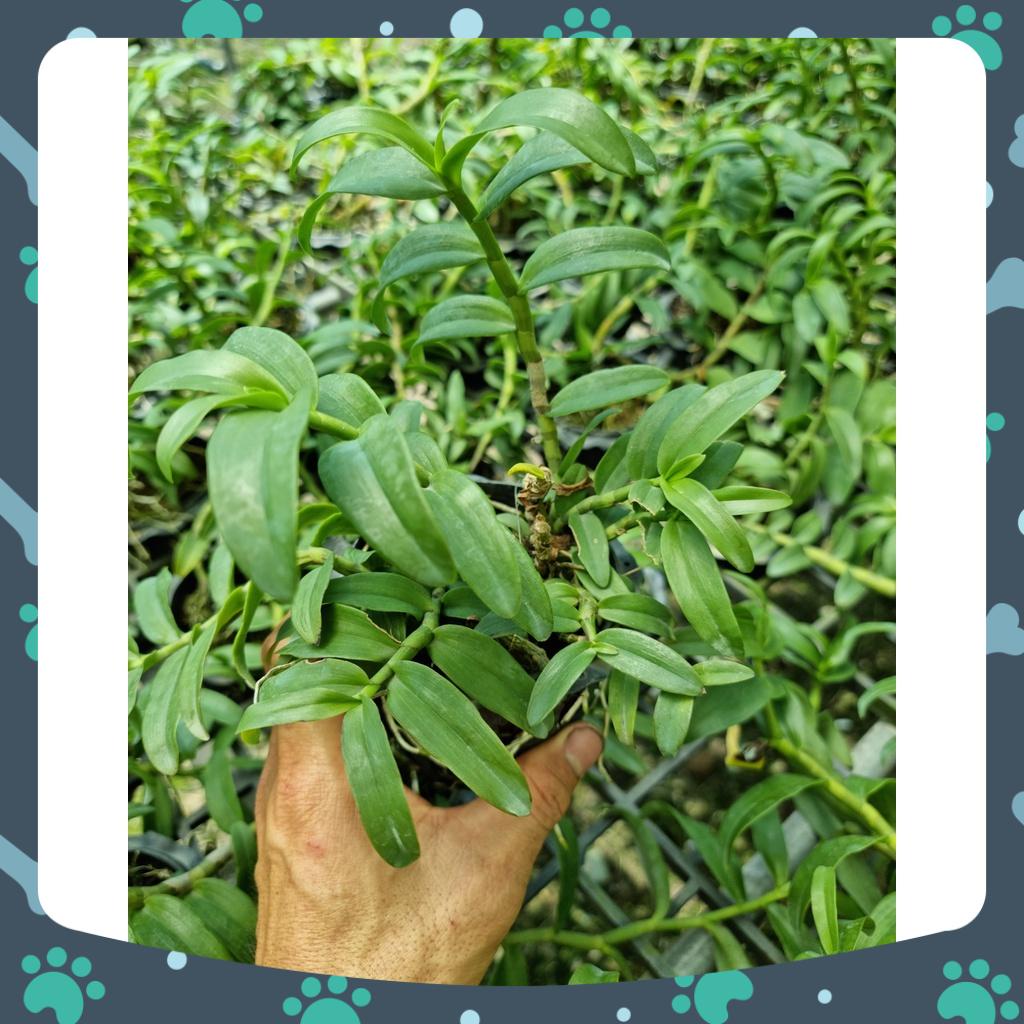 [Siêu Sale] combo 3 loại giã hạc trắng, năm cánh trắng trưởng thành 4-5 ngọn