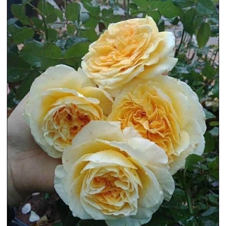🌼cây hoa Hồng BEATRICE ROSE 🌼