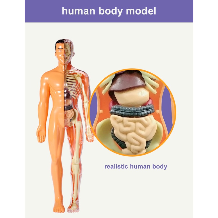 Bộ Đồ Chơi Mô Hình Xương Người 3D Lắp Ráp DIY Dành Cho Trẻ Em