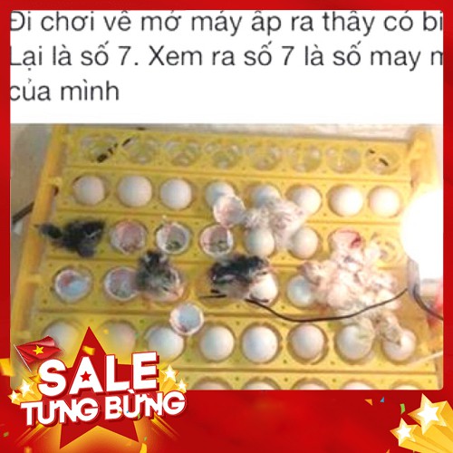 [ GIẢM GIÁ ] Máy ấp trứng + khay đảo tự động 54 trứng