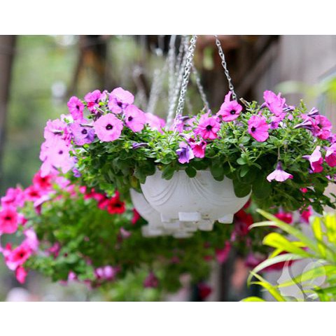 Chậu Nhựa Treo Xích, Chảo Treo Hoa Kiểng Loại Rất Dày + Tặng Kèm Dây Xích  (size lớn: 35x13,5x25cm)