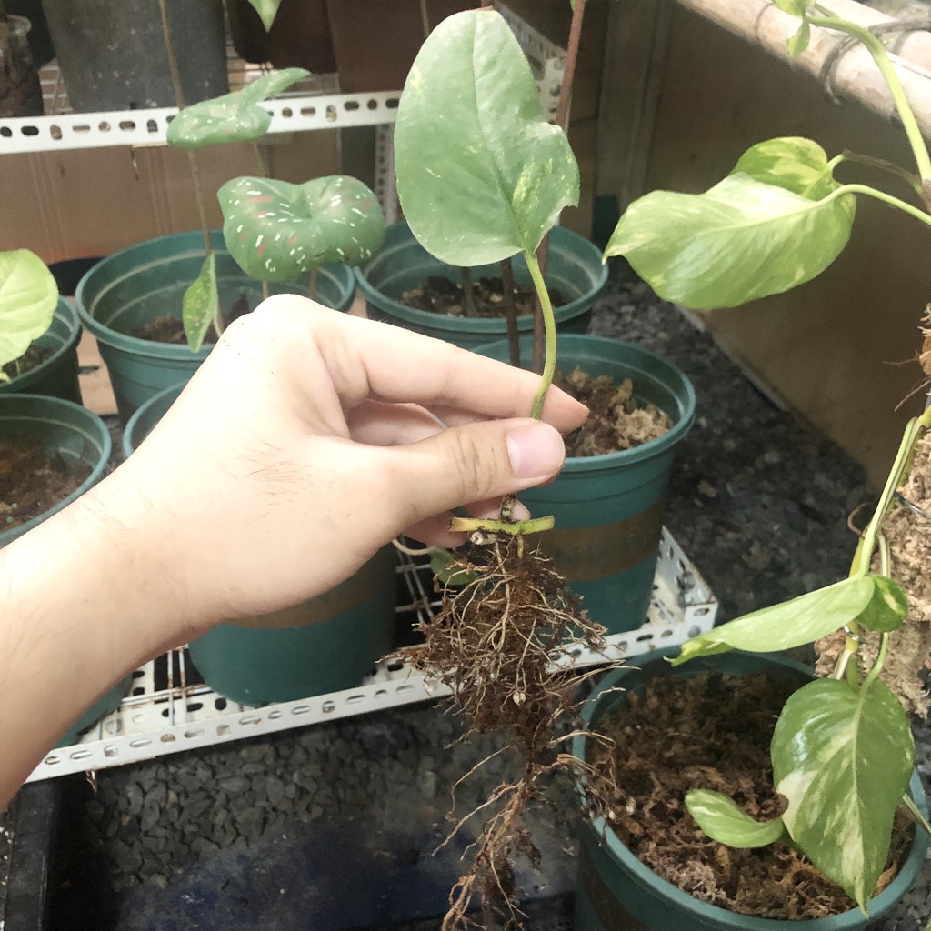 Phân bón lá vitamin b1 Grow More 235Ml kích rễ điều hòa sinh trưởng các dòng cây kiểng lá phong lan