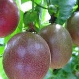 PHÂN BÓN VI LƯỢNG FERTILIZER COMBI ORGANIC . Gói 25gam
