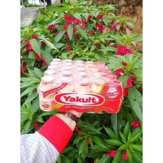 Lốc 5vỉ sữa chua yakult - sữa chua uống yakult date mới
