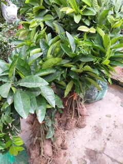 Cây giống bưởi đỏ