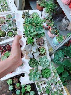 Combo 14 cây sen vỉ