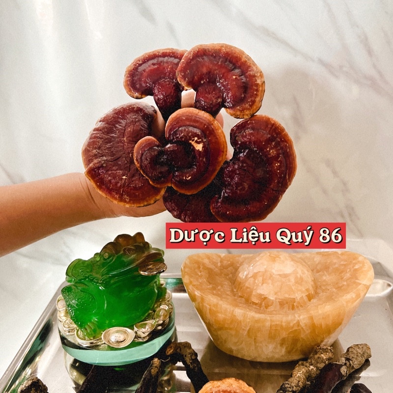 Nấm Linh Chi Rừng 100g