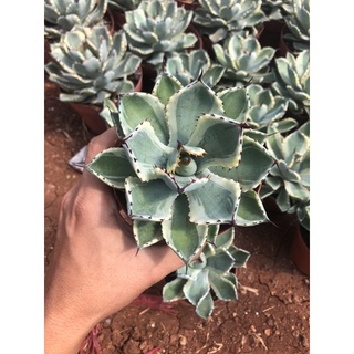 Cây dứa kiểng (Agave kichijokan) đủ kích thước.