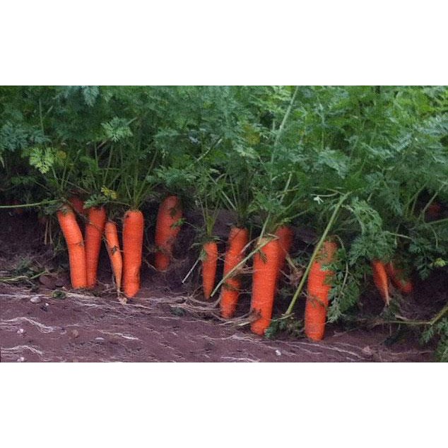 Hạt giống củ Cà Rốt KURODA Nhật bản cao sản